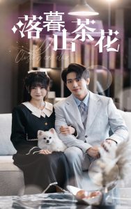 落幕山茶花 全集(大结局)